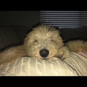 Meet your Posher, Amber